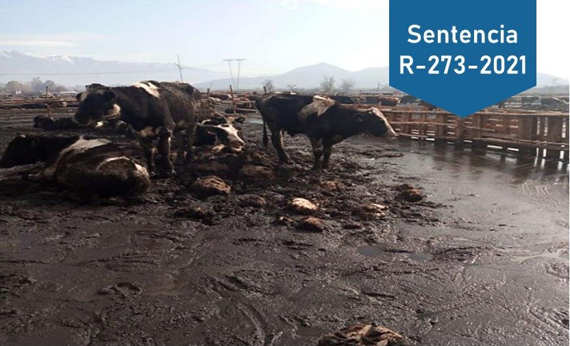 Segundo Tribunal Ambiental rechazó reclamación de empresa ganadera por medidas provisionales ordenadas por la SMA