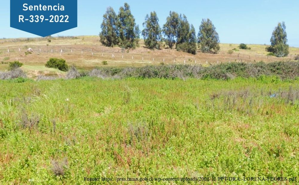 Tribunal acogió reclamación contra el Ministerio del Medio Ambiente por declaratoria del humedal urbano Los Juanes, en la comuna de Quintero