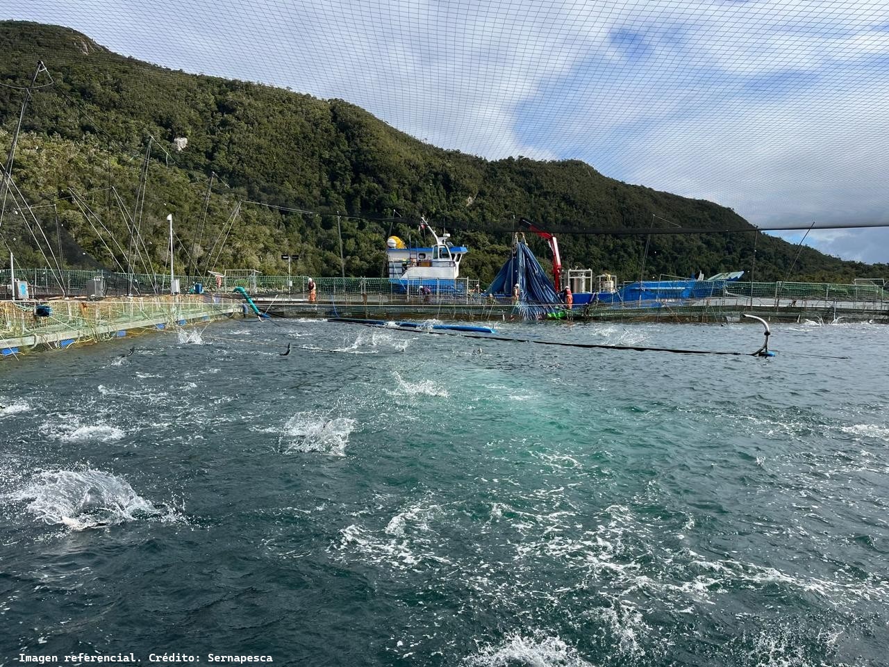 Tribunal revocó caducidad de RCA favorable de proyecto salmonero en Aysén. Sentencia concedió cinco años para que empresa acredite inicio de ejecución de la iniciativa