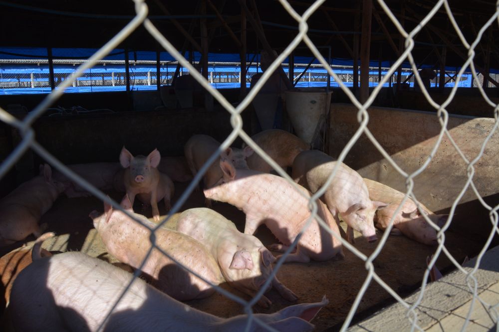 Analiza demanda por daño ambiental: Tribunal realizó inspección en plantel de crianza y engorda de animales ubicado en la comuna de Talagante